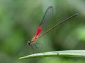 Hetaerina miniata (Red-striped Rubyspot) male.jpg